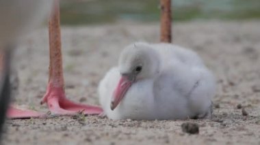 (Phoenicopterus ruber ruber Karayip Flamingo piliç)
