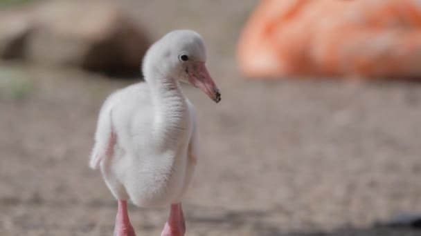 Chick karibisk Flamingo (Phoenicopterus ruber ruber) — Stockvideo