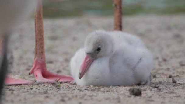 Pintainho do Caribe Flamingo (Phoenicopterus ruber ruber ) — Vídeo de Stock