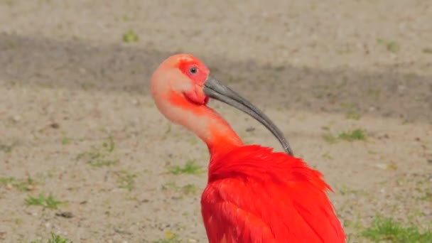 Scharlaken ibis (Eudocimus ruber)) — Stockvideo