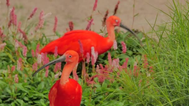 Scharlachrote Ibis (Eudocimus ruber)) — Stockvideo