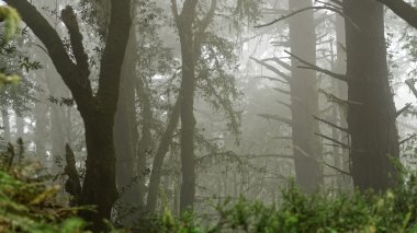 San Fransisco kuzeyinde sisli Dipsea iz