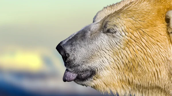 Белый медведь высовывает язык, облизывая — стоковое фото
