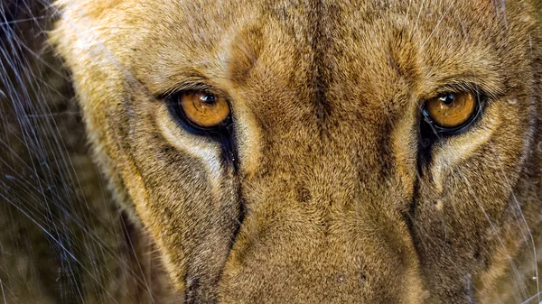Lwica patrzy bezpośrednio na aparat za zarysowanie szyby — Zdjęcie stockowe