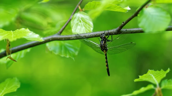 Libellula seduta su un ramo di faggio con foglie verdi primaverili — Foto Stock