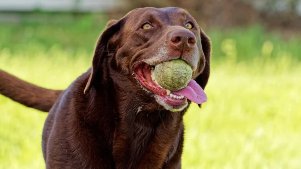 Labrador köpek alma topu