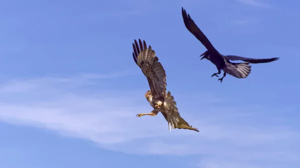 Rødhalet høg (Buteo jamaicensis) bliver jagtet af en ravn (Corvus corax ) Stock-billede