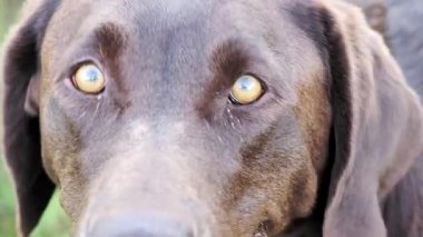 Labrador bakıyor, heyecanlı