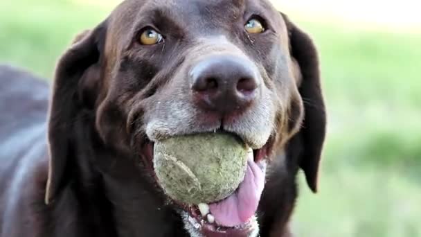 Labrador molto eccitato e sbavante guardarsi intorno con una palla da tennis in bocca . — Video Stock