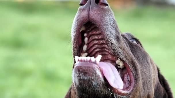 Labrador excité attendant une balle de tennis, sautant . — Video