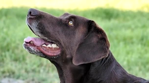 Labrador Retrieve excité attendant que la balle soit lancée 