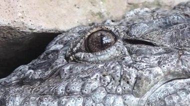 Batı Afrika timsahı (crocodylus suchus),