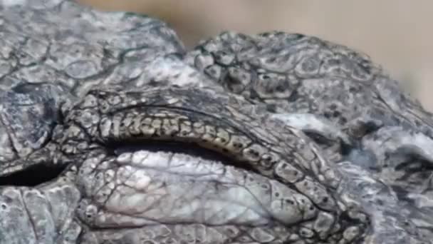 Ogen van een West-Afrikaanse krokodil (Crocodylus suchus), — Stockvideo