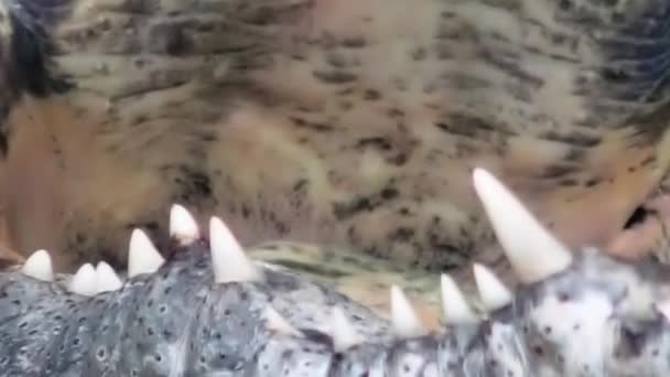 West African crocodile teeth chewing — Wideo stockowe