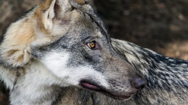 Kadın İskandinav kurt (Canis lupus lupus) ile yaz ceket