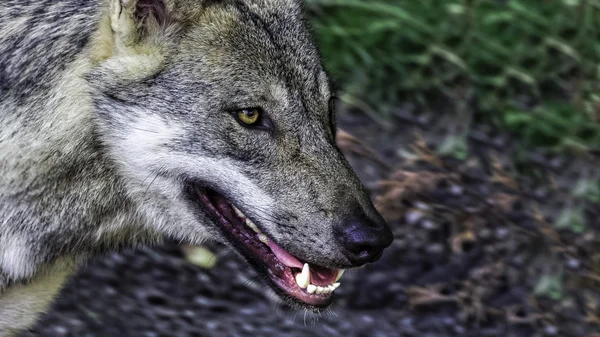 Aç kadın İskandinav kurt