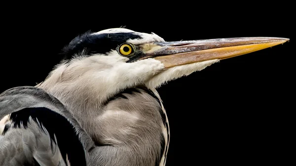 Gri balıkçıl (Ardea cinerea) siyah