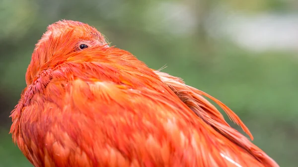 Scarlet Ibis (Eudocimus ruber) resting — Stock Photo, Image