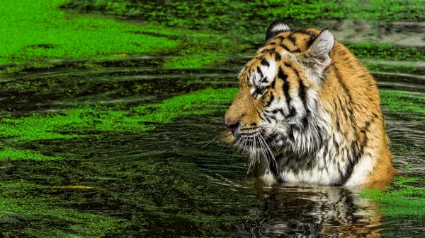 Samec tygra plavání v zelených Okřehek — Stock fotografie
