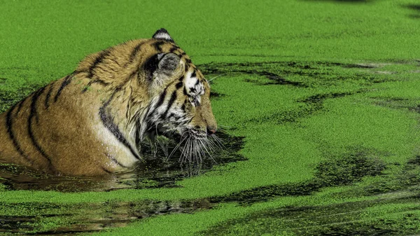 Tigermännchen schwimmt in grünem Wasserkraut — Stockfoto