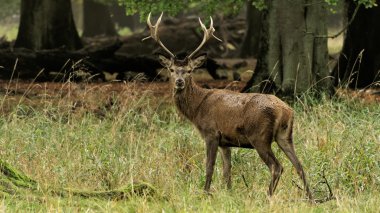 Genç bir Octotober sonbaharda sırasında kırmızı geyik buck