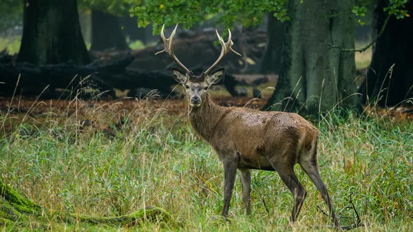 Genç bir Octotober sonbaharda sırasında kırmızı geyik buck — Stok fotoğraf