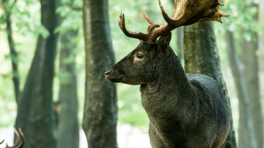 Fallow geyiği (Dama dama) 