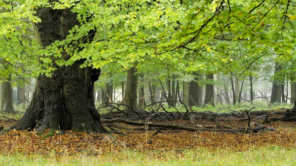 Danish Forest during fall in an Octotober — Stock Photo, Image