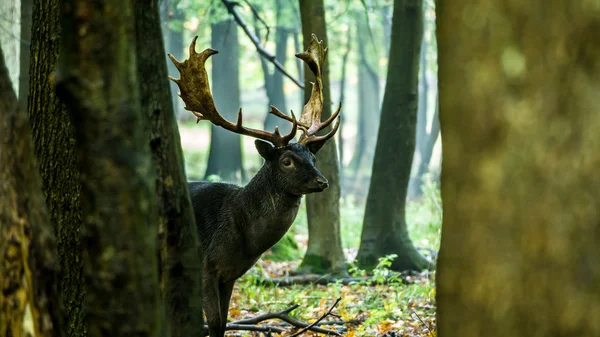 Fallow geyiği (Dama dama) 