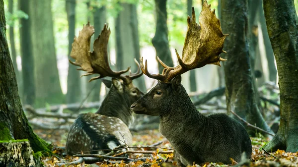 Veado Fallow (Dama dama) — Fotografia de Stock