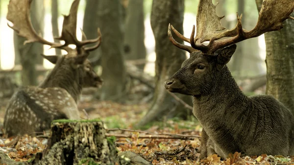 Fallow geyiği (Dama dama) 