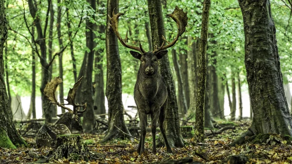 Fallow geyiği (Dama dama) 