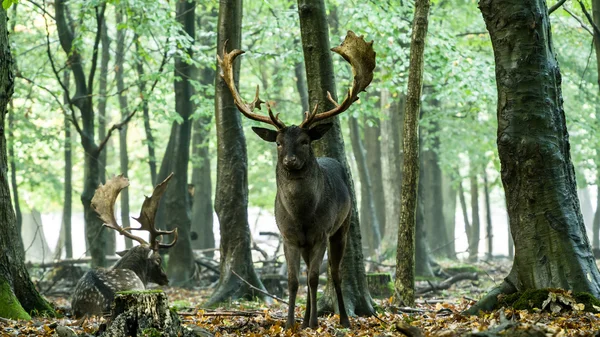 Fallow geyiği (Dama dama) 