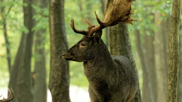 Fallow geyiği (Dama dama) — Stok fotoğraf