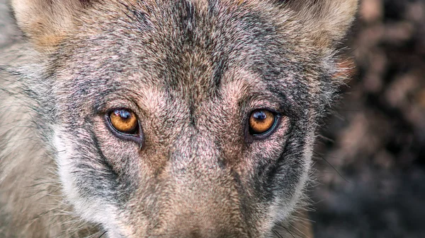 Lobo gris (canis lupus) mirando a la cámara — Foto de Stock