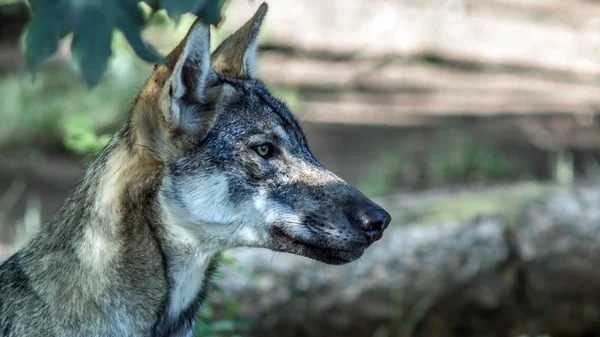Eurasischer Wolf (canis lupus lupus)) — Stockfoto