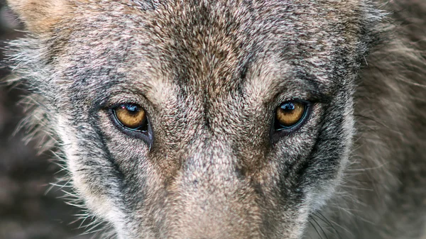 Gray wolf (canis lupus) staring into camera — Stock Photo, Image