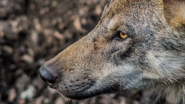 Ευρασιατική λύκο (Canis lupus λύκος) πρόσωπο από την πλευρά — Φωτογραφία Αρχείου