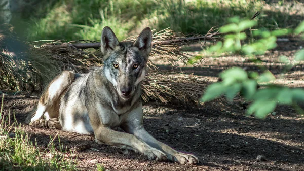 Közönséges Farkas (Canis lupus lupus) — Stock Fotó