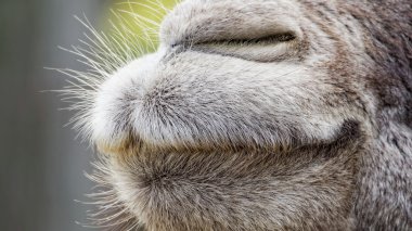 Ne kendini beğenmiş bir ağız gibi görünüyor ile deve namlu