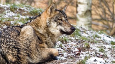 kadın İskandinav gri kurt karlı bir ormanda yatarken kış ceket