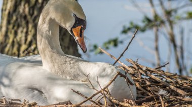 Sessiz Kuğu (Cygnus renkli iç içe geçirme)