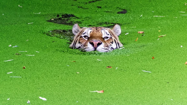 Tigermännchen schwimmen — Stockfoto