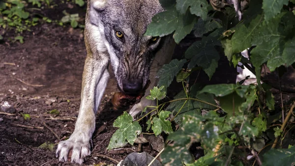 Dühös látszó wolf bámulta a kamera egy darab hús rázás közben — Stock Fotó