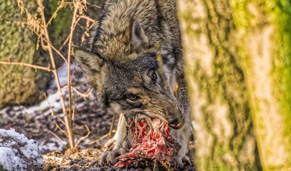 Mujer Escandinava lobo gris arrancando carne de una columna vertebral durante con poca luz del sol brillando a través del bosque de invierno — Foto de Stock