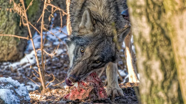 Női skandináv szürke Farkas tépi le a gerinc, a keres-ba a kamera egy havas téli erdőben hús — Stock Fotó