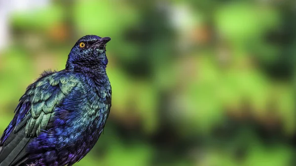 紫色光泽椋鸟 (lamprotornis 霉菌) — 图库照片