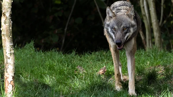 Eurasian wolf in summer coat walking towards camera — Stock Photo, Image