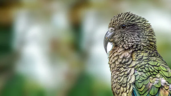 Kea papegoja (Nestor notabilis)) — Stockfoto