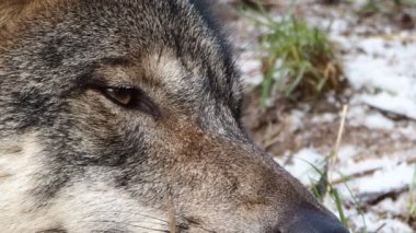 Uykulu kadın İskandinav kurt 